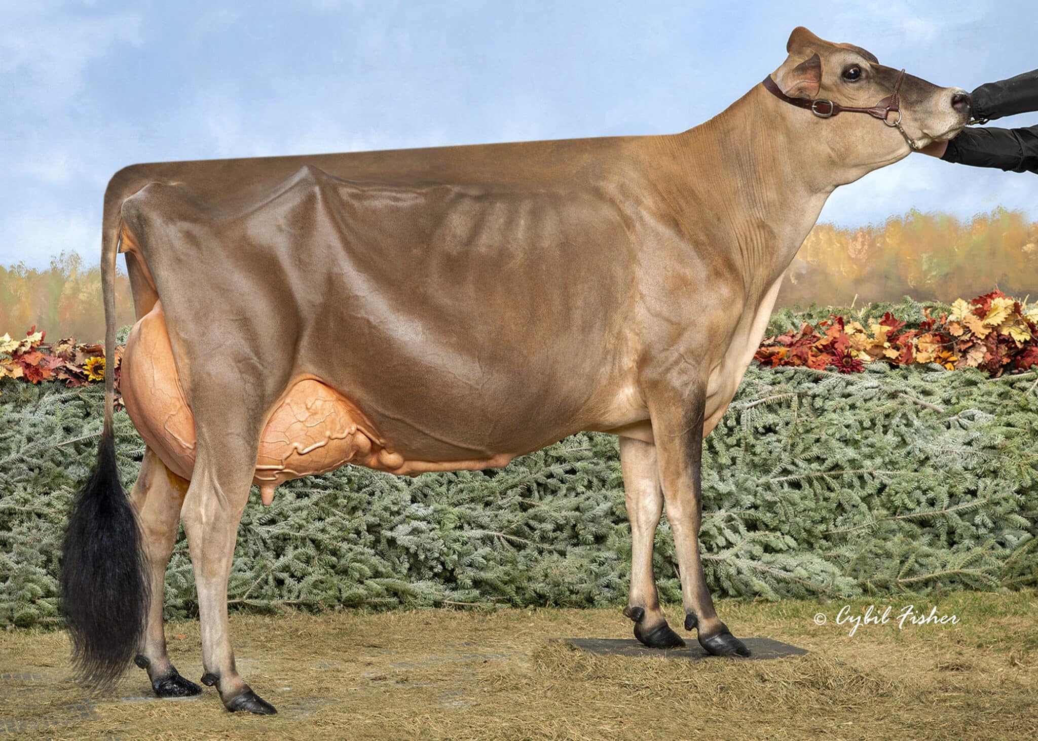 Flowers Casino Royal Flush_25