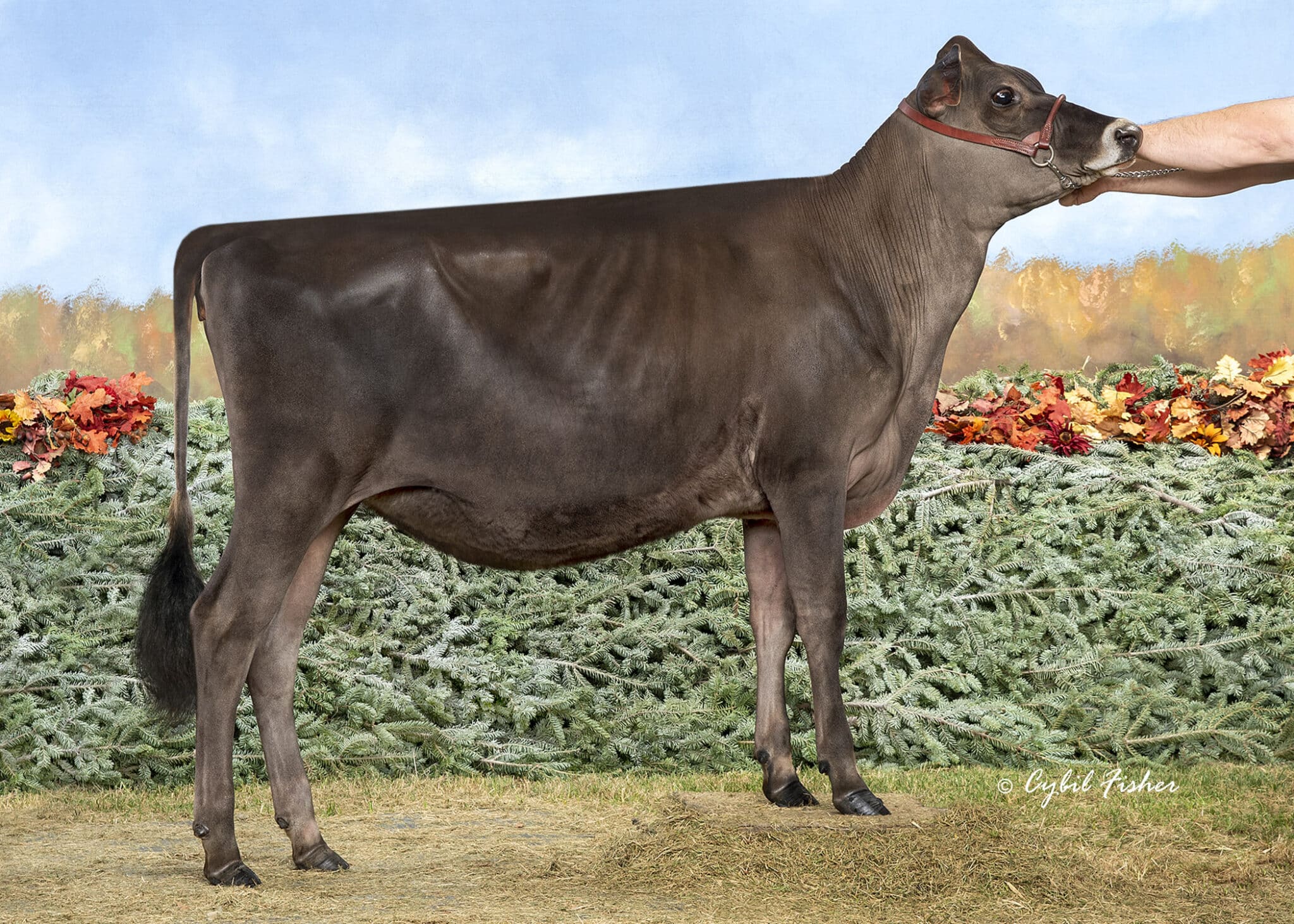 JF57017 Borderview Joel Velvet-ET