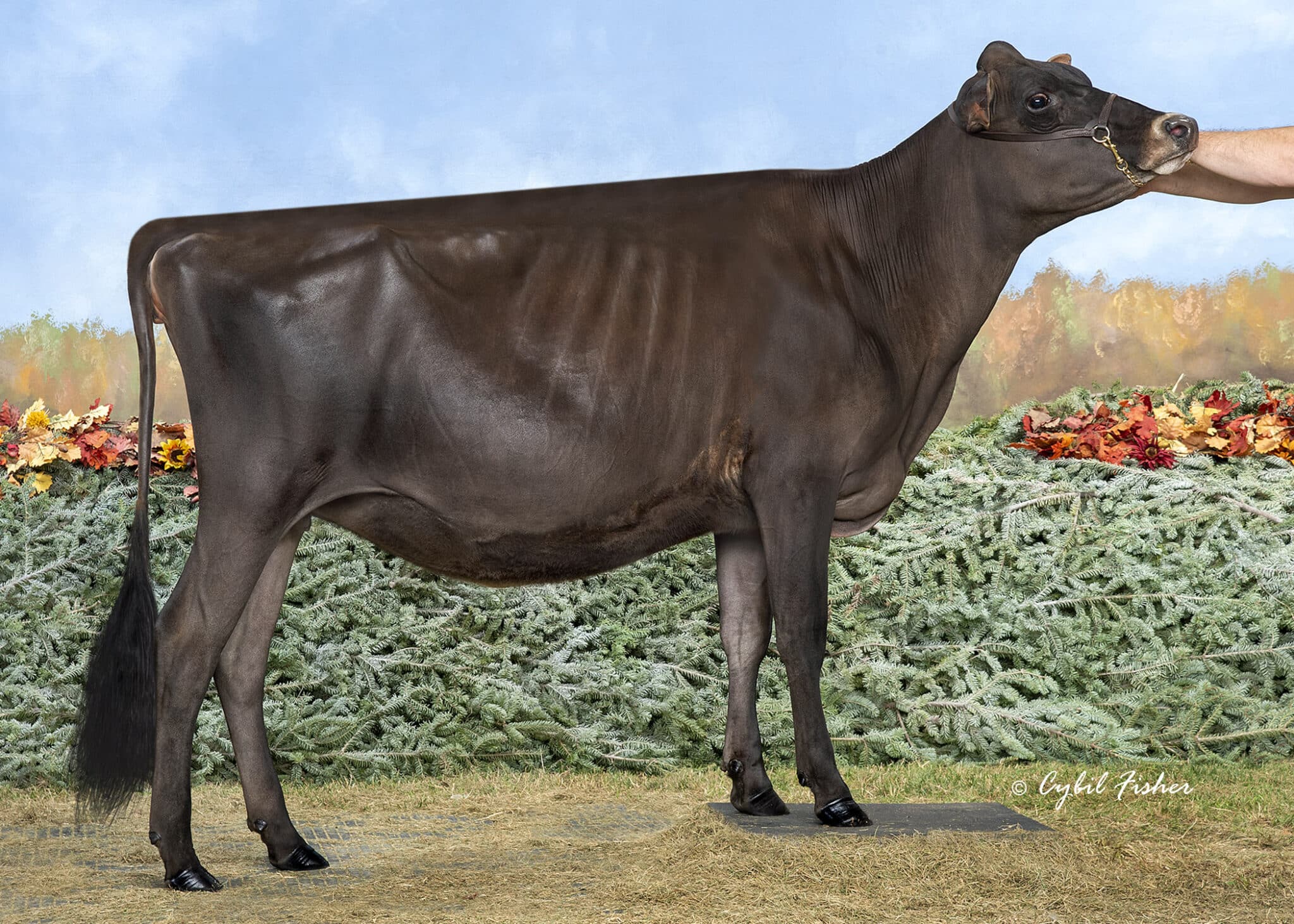 JF57040 Kash In Video Stop and Stare-ET