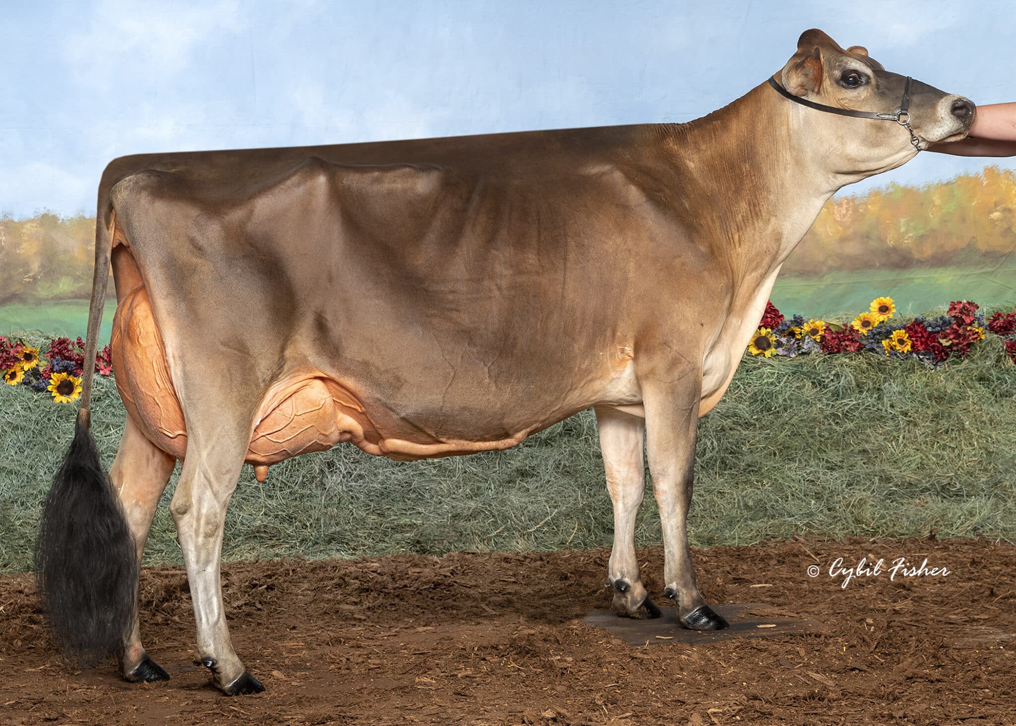 JF57161 Leachland Kissed K