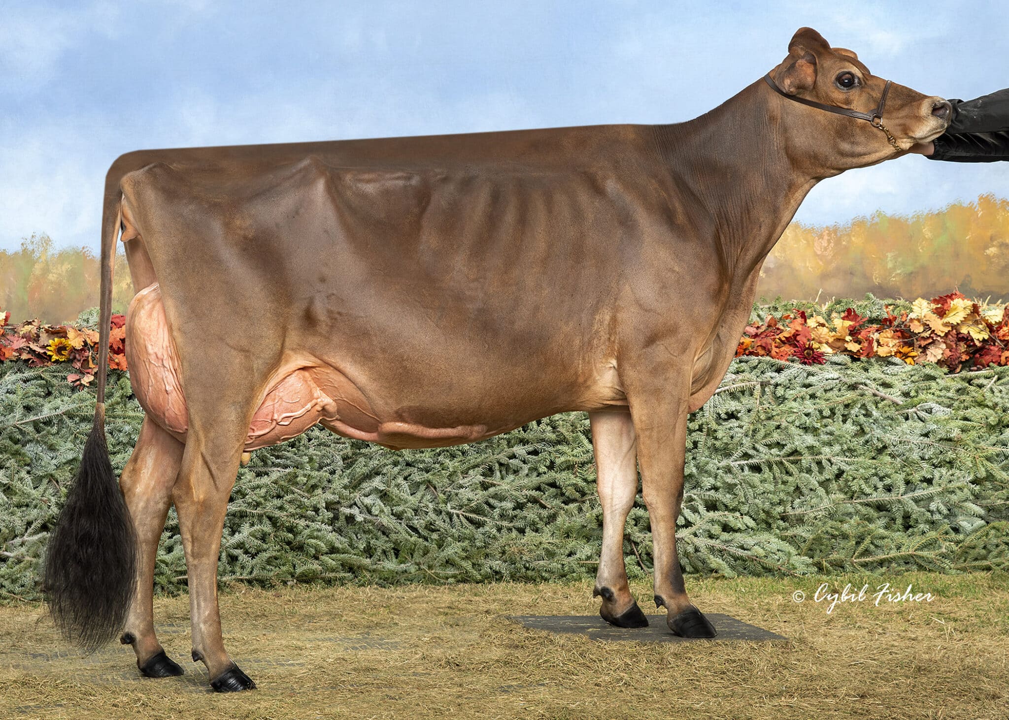 JF57395 Mapleleaf CC Candycane