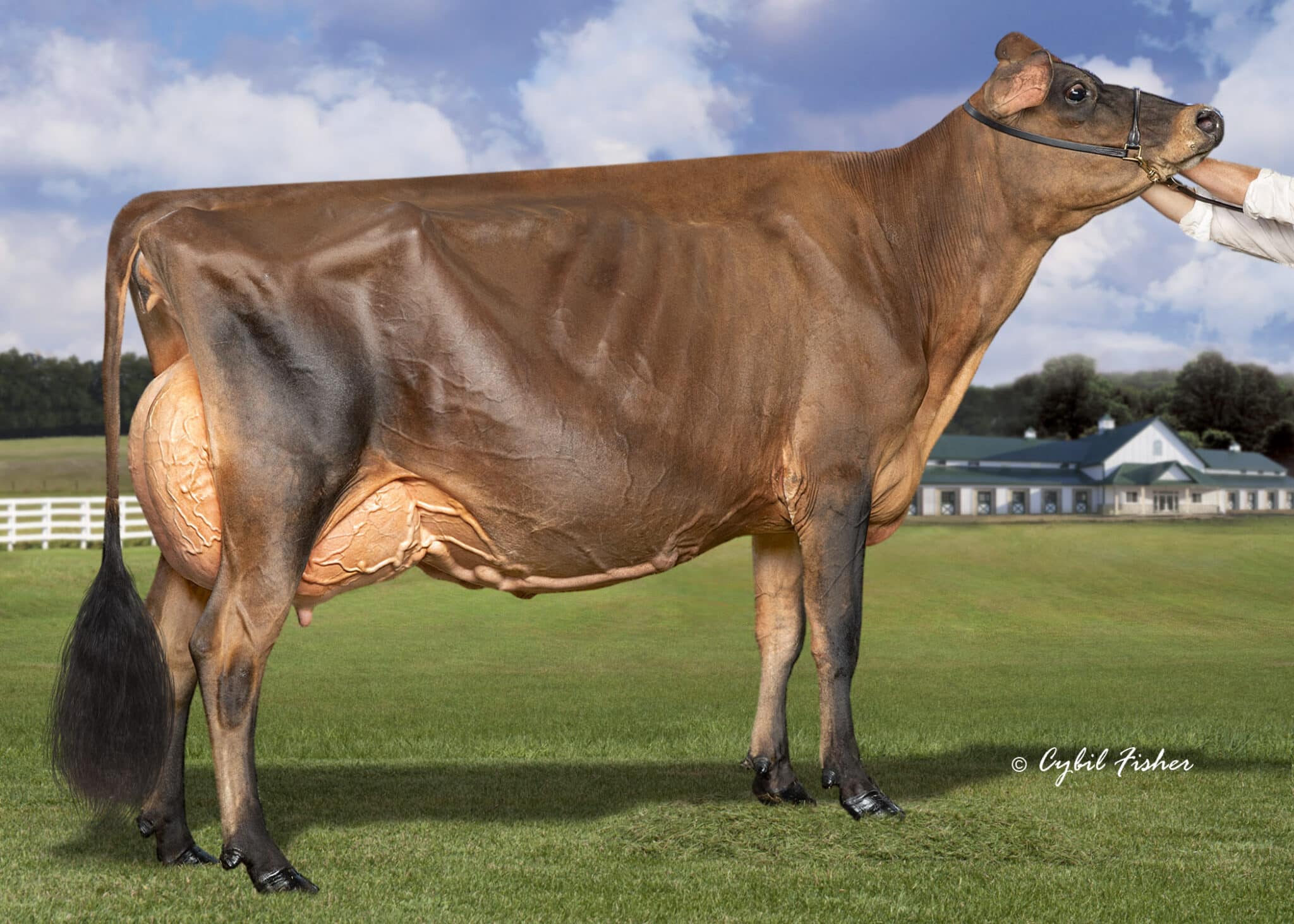 JF57439 Pine Haven Victorious Taya_25