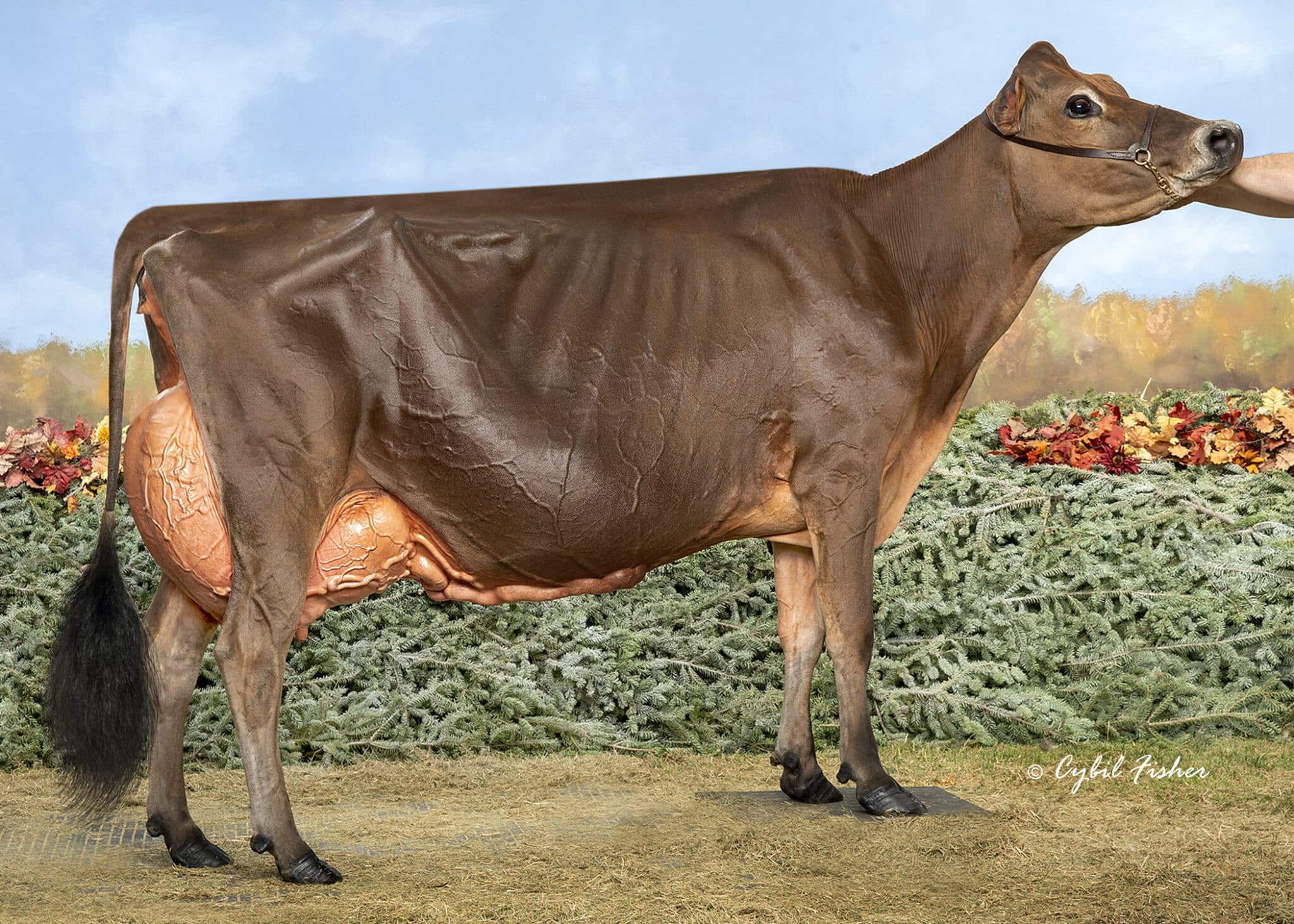 JF57447 Kevetta Colton Delilah_25