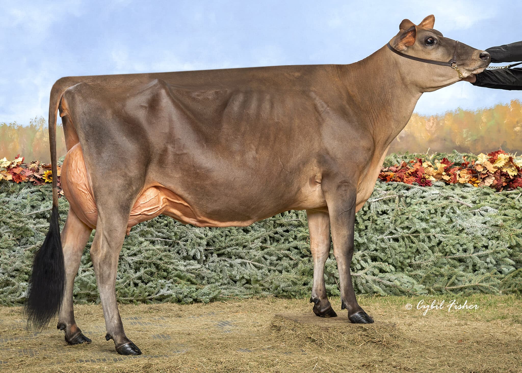 JF57459 Eatonholme Joyride Reba