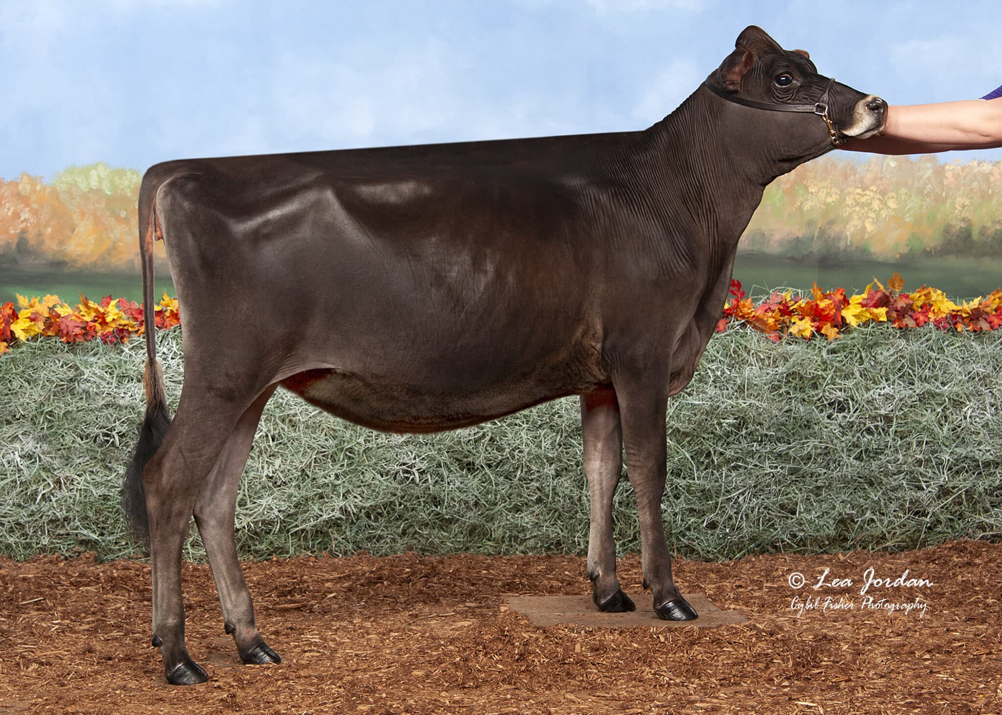 JFL30321 Roc-N-Roll Keep My Sanity