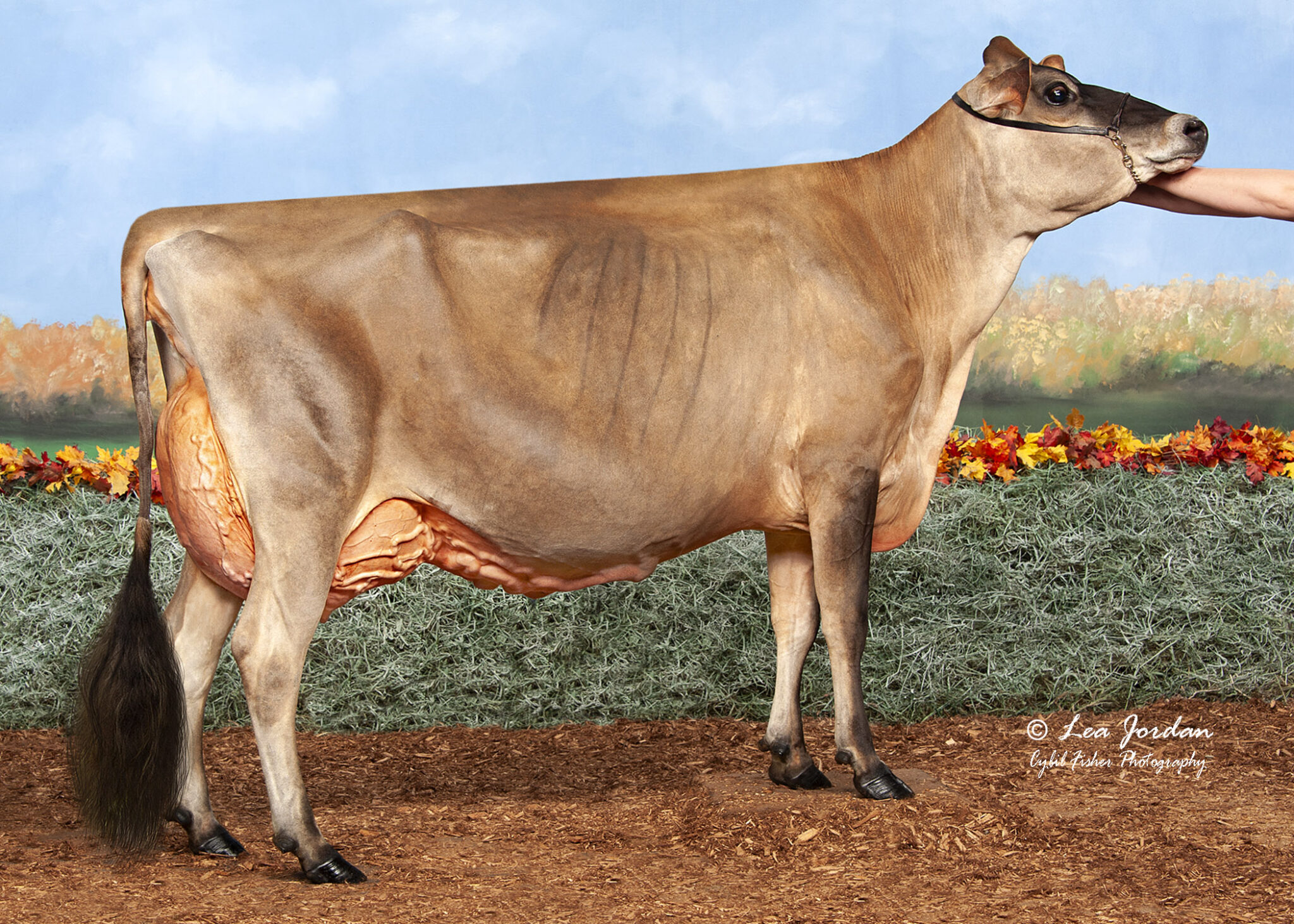 JFL30389 Hillacres Chrome Hibiscus