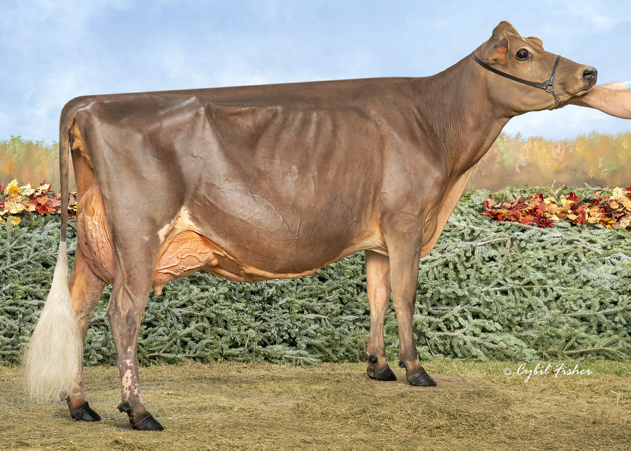 Jaybird-SSF Reckless Jola