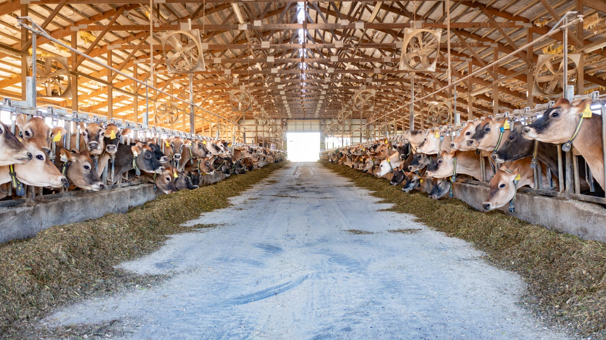 Jerseys in freestall barn