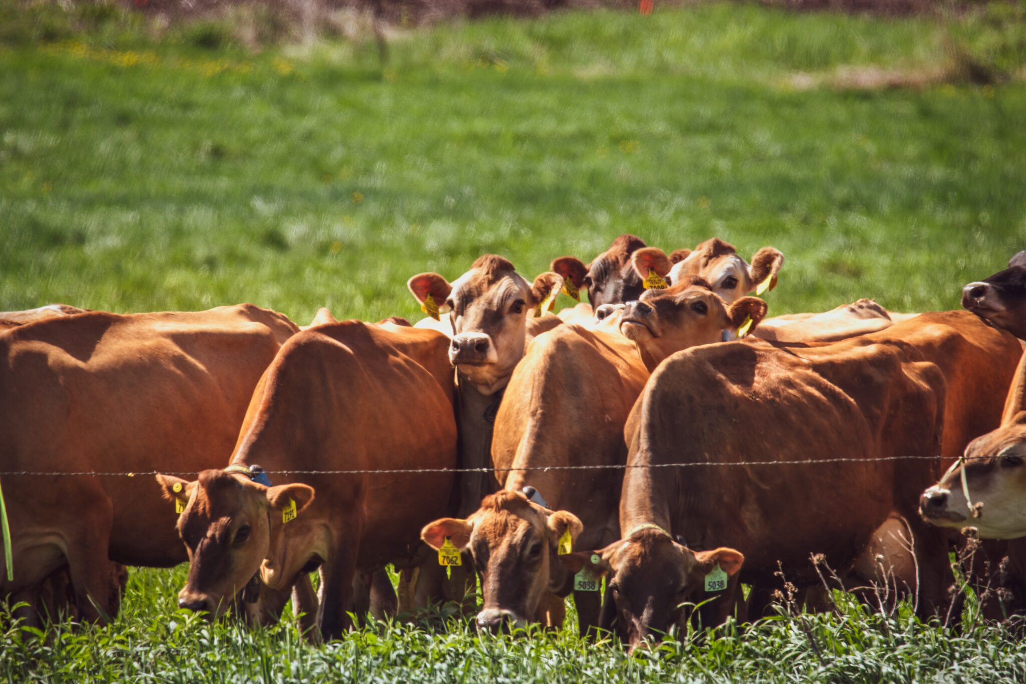 Jerseys in pasture