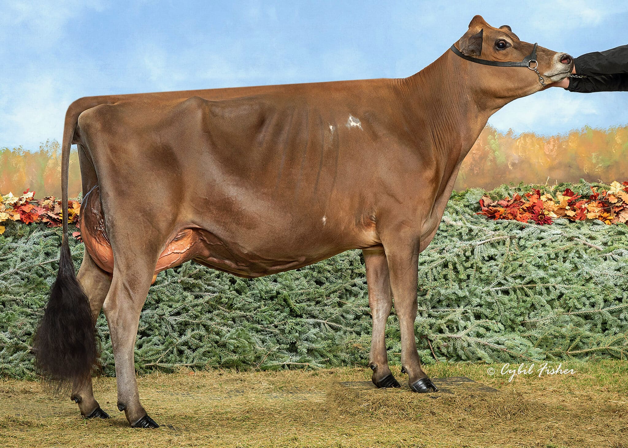 Knapps Colton Corvette