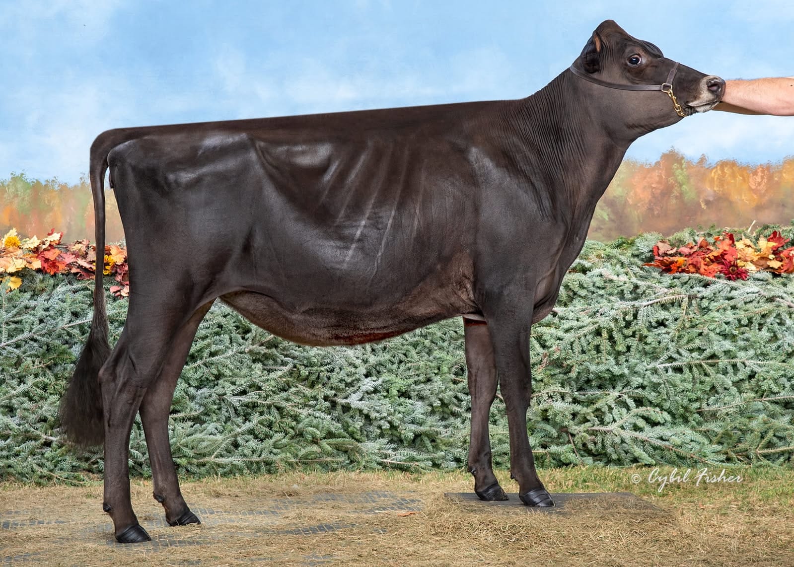 Lost-Brooke cf kid rock faith