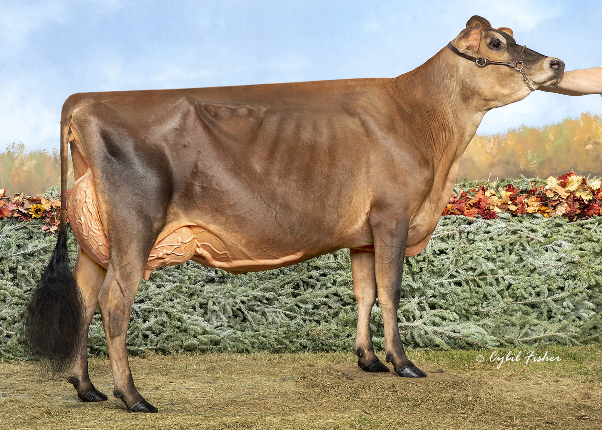 Royalty Ridge Riversong Hero_25