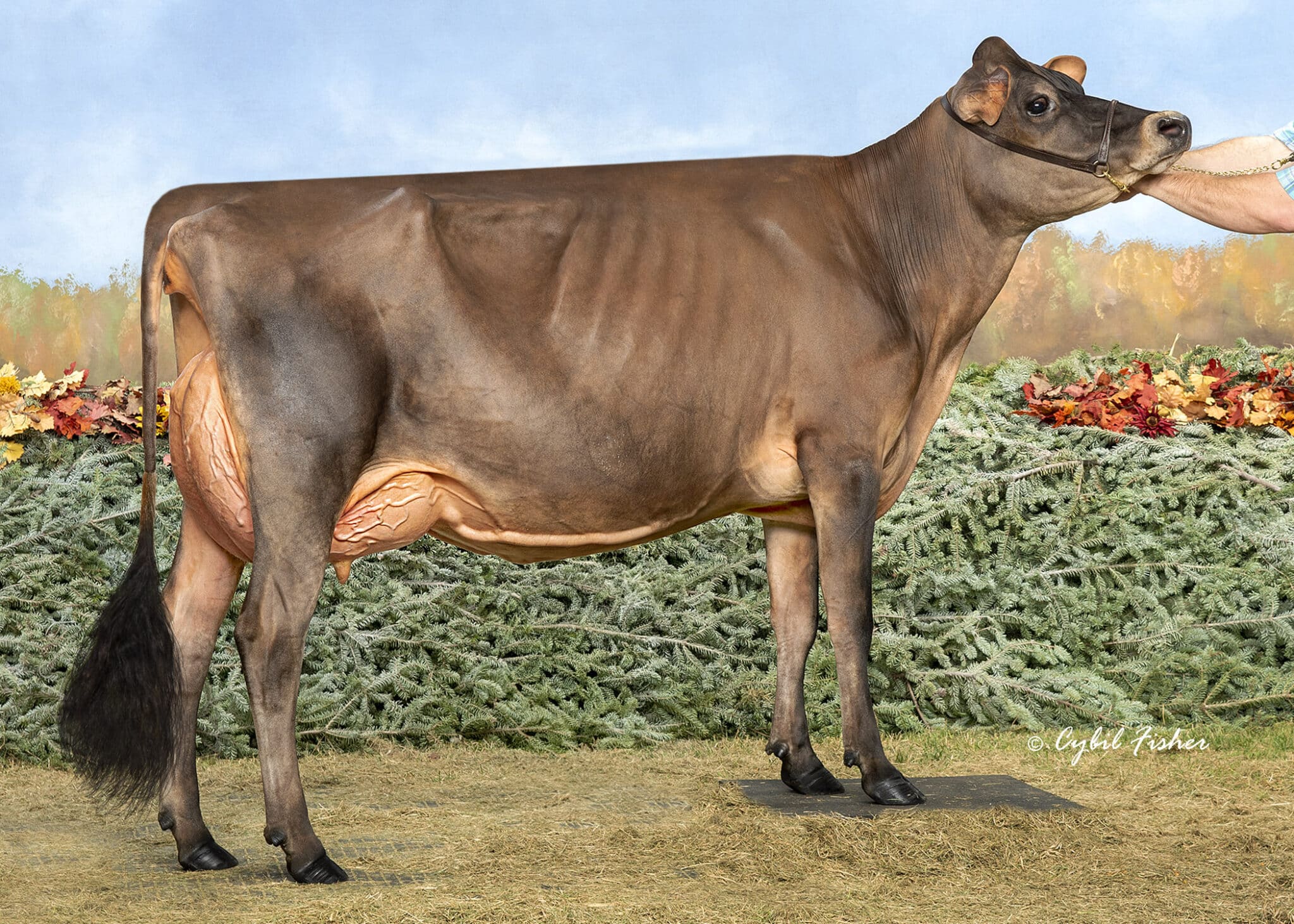 Underground Fancys Fiji_25