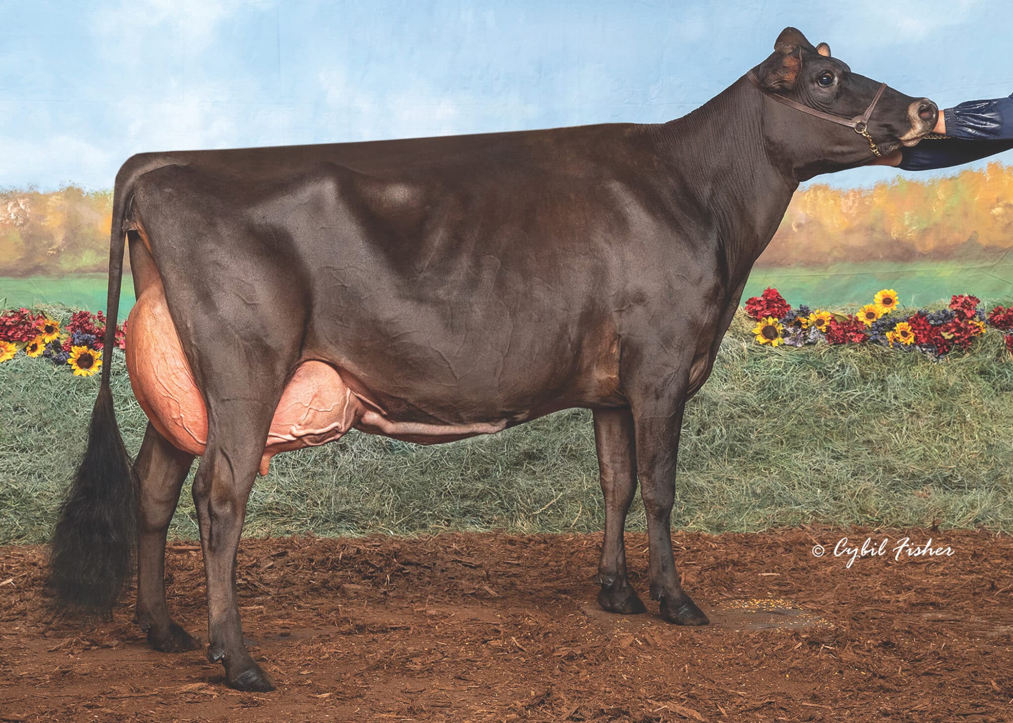 WF Golddust Angelina_25Harrisburg