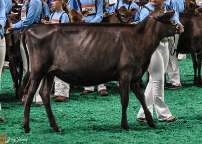 ResJrAAJrCalf