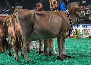 OpenWinterYearMilkAA