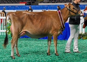 OpenWinterYearMilkResAA