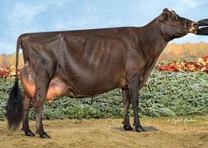 Pacific-Edge-Premier-Diva_25Web