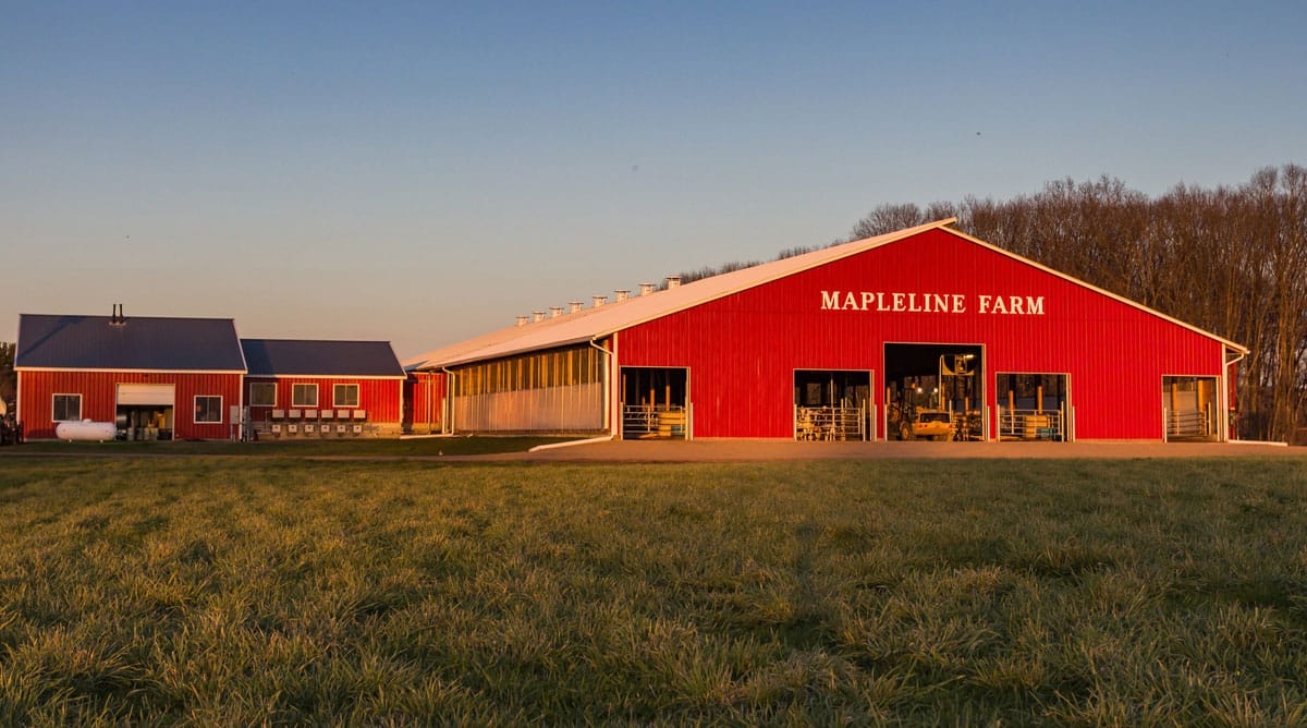 Mapleline Farm to Host Jersey Breeders During AJCA-NAJ Annual Meetings