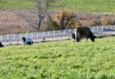 Jersey Breeders to Visit UConn Dairy During AJCA-NAJ Annual Meetings