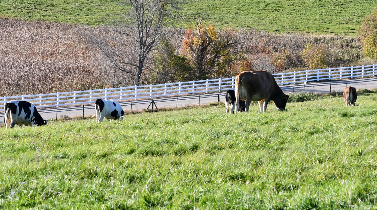 Jersey Breeders to Visit UConn Dairy During AJCA-NAJ Annual Meetings
