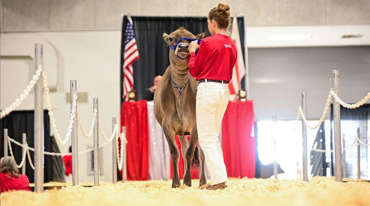 High Indexes, IVF Packages Power All American Jersey Sale