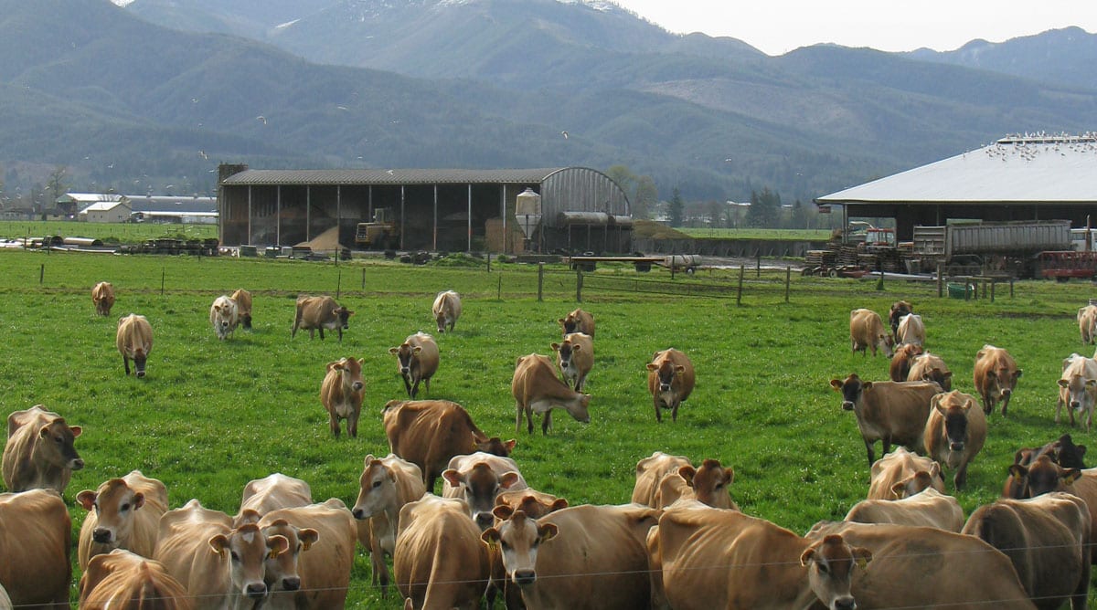 Martin Dairy is #1 GJPI Herd in U.S. for Cows