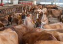 Jersey Milk Becomes More Nutrient Dense in 2025