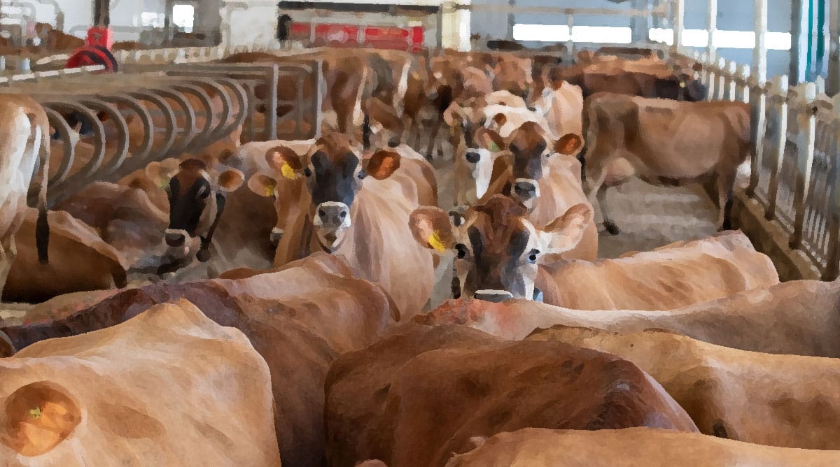 Jersey Milk Becomes More Nutrient Dense in 2025