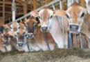 First Service to Conception (FSC) Introduced with August Genetic Summaries