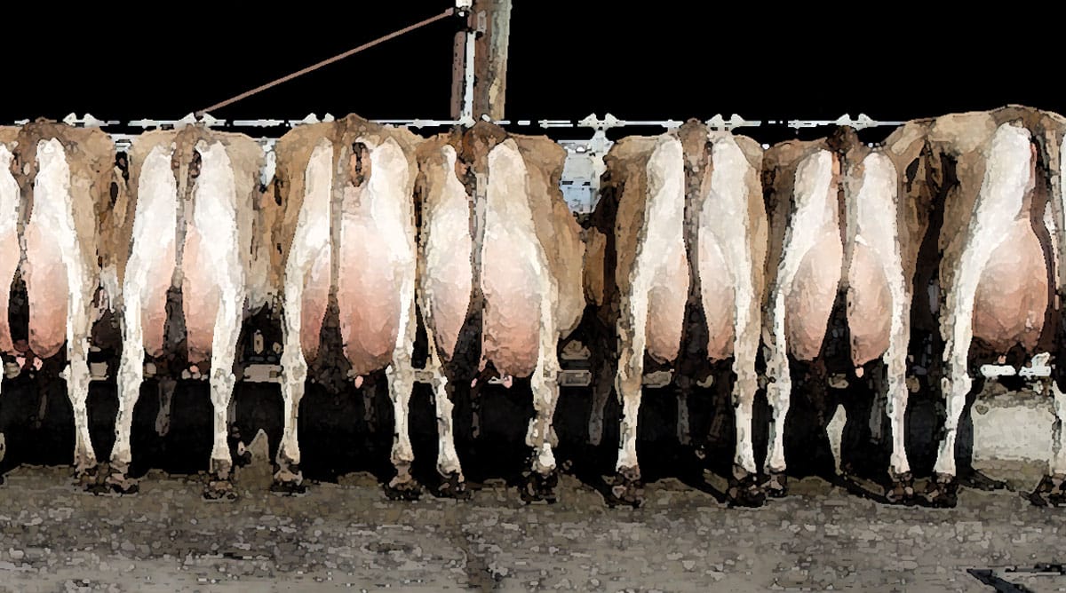 Back to Basics of Jersey Young Sire Usage