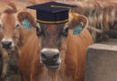 New Dairy Scholarship Page Launched